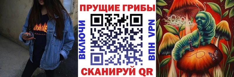 Псилоцибиновые грибы Psilocybe  Купить  Тюкалинск 